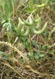 Astragalus hamosus