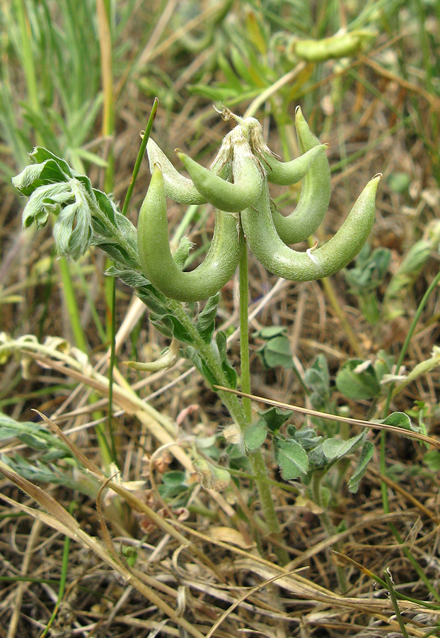 Image of Astragalus hamosus specimen.