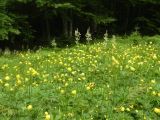 Trollius europaeus. Цветущие растения на поляне. Украина, Закарпатская обл., Тячевский р-н, с. Усть-Черная, гора Стоги. 21.06.2010.