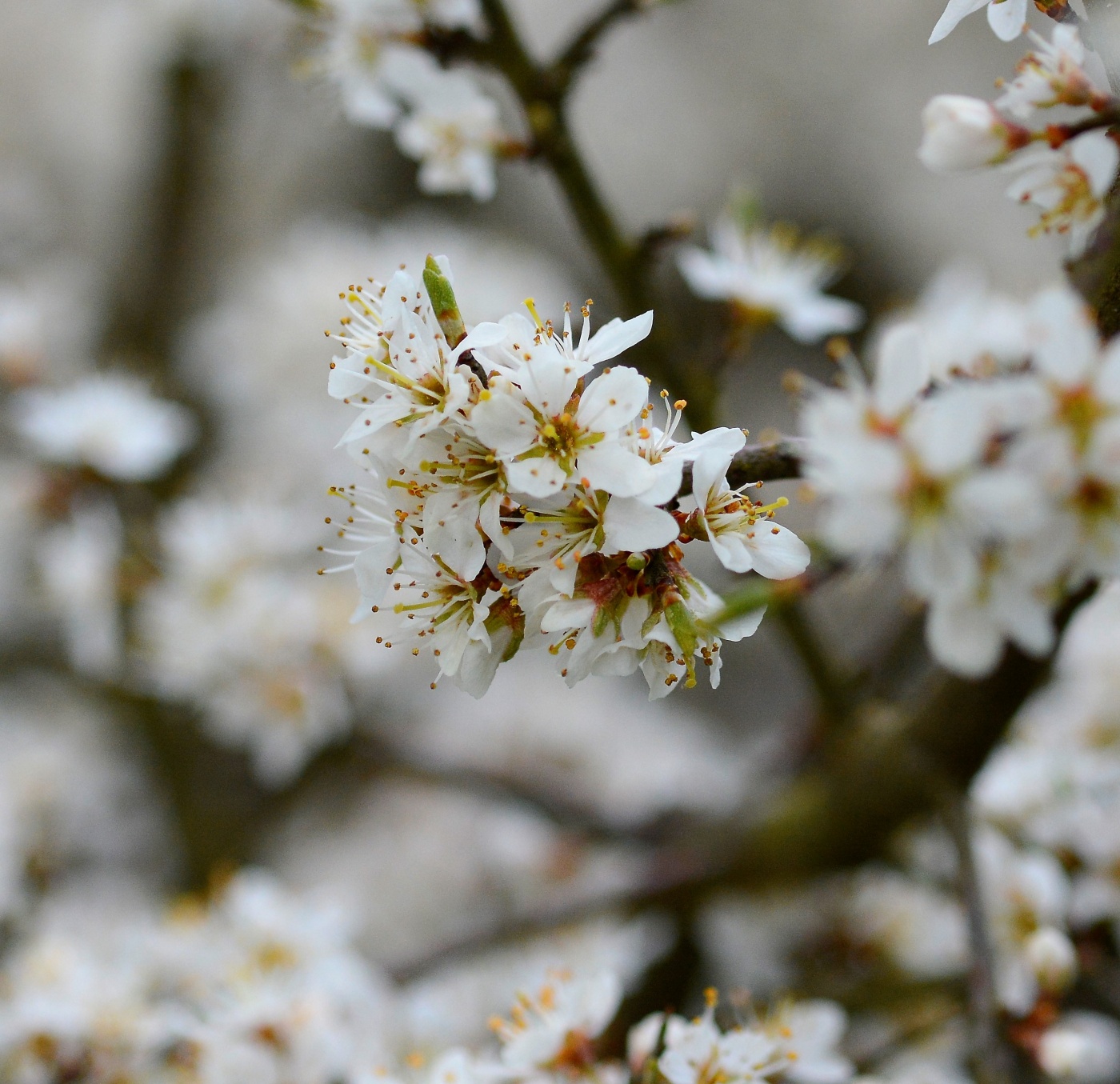 Image of Prunus spinosa specimen.