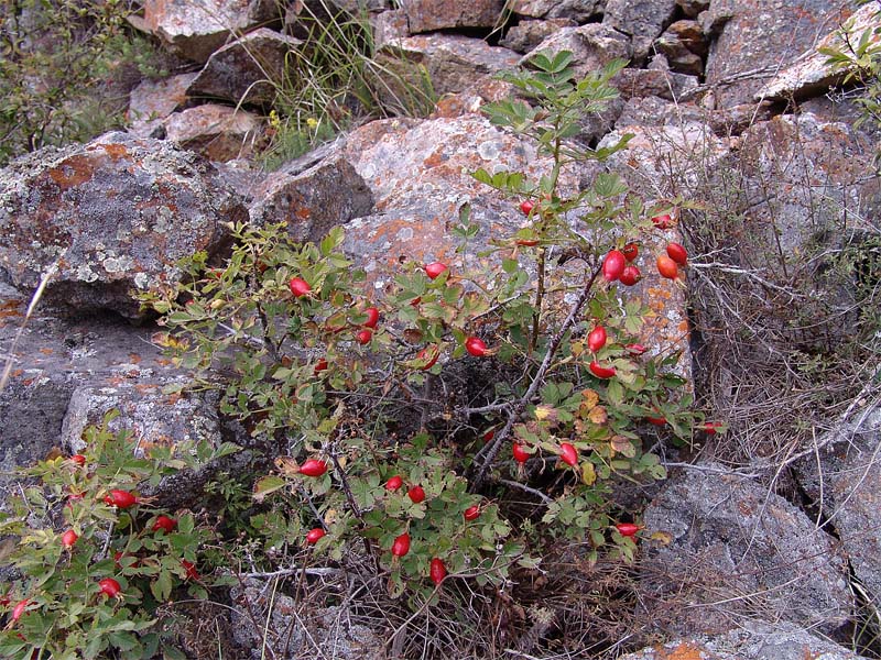 Image of Rosa pulverulenta specimen.