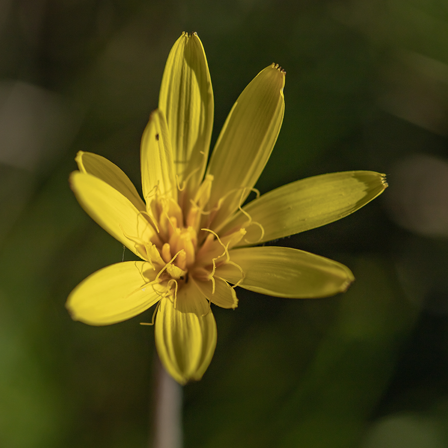 Изображение особи род Tragopogon.