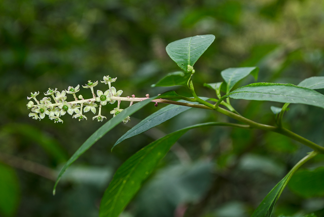 Image of Phytolacca americana specimen.