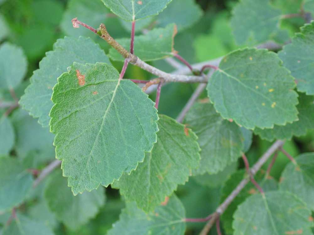 Изображение особи Betula divaricata.