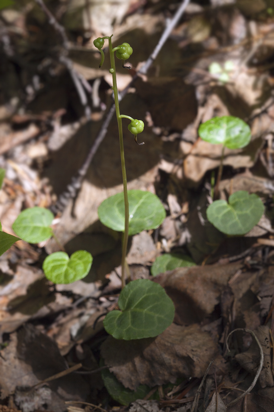 Image of Pyrola renifolia specimen.