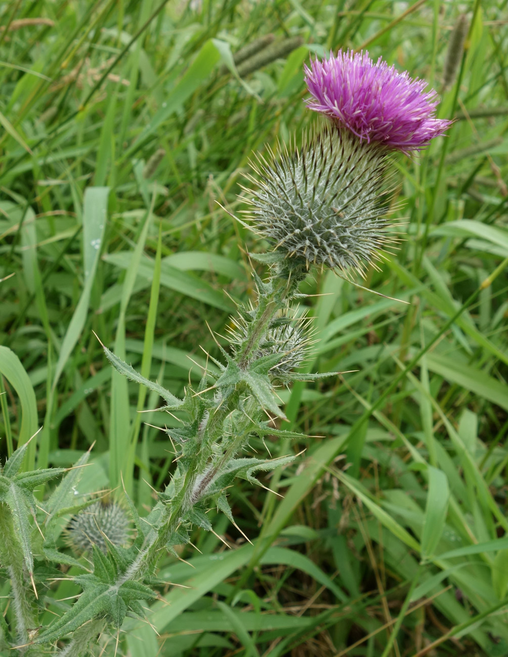 Image of Cirsium vulgare specimen.