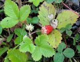 genus Fragaria. Плодоносящее растение. Сахалинская обл., Холмский р-н, перегон 77 км - Чертов мост, около насыпи. 13.08.2019.