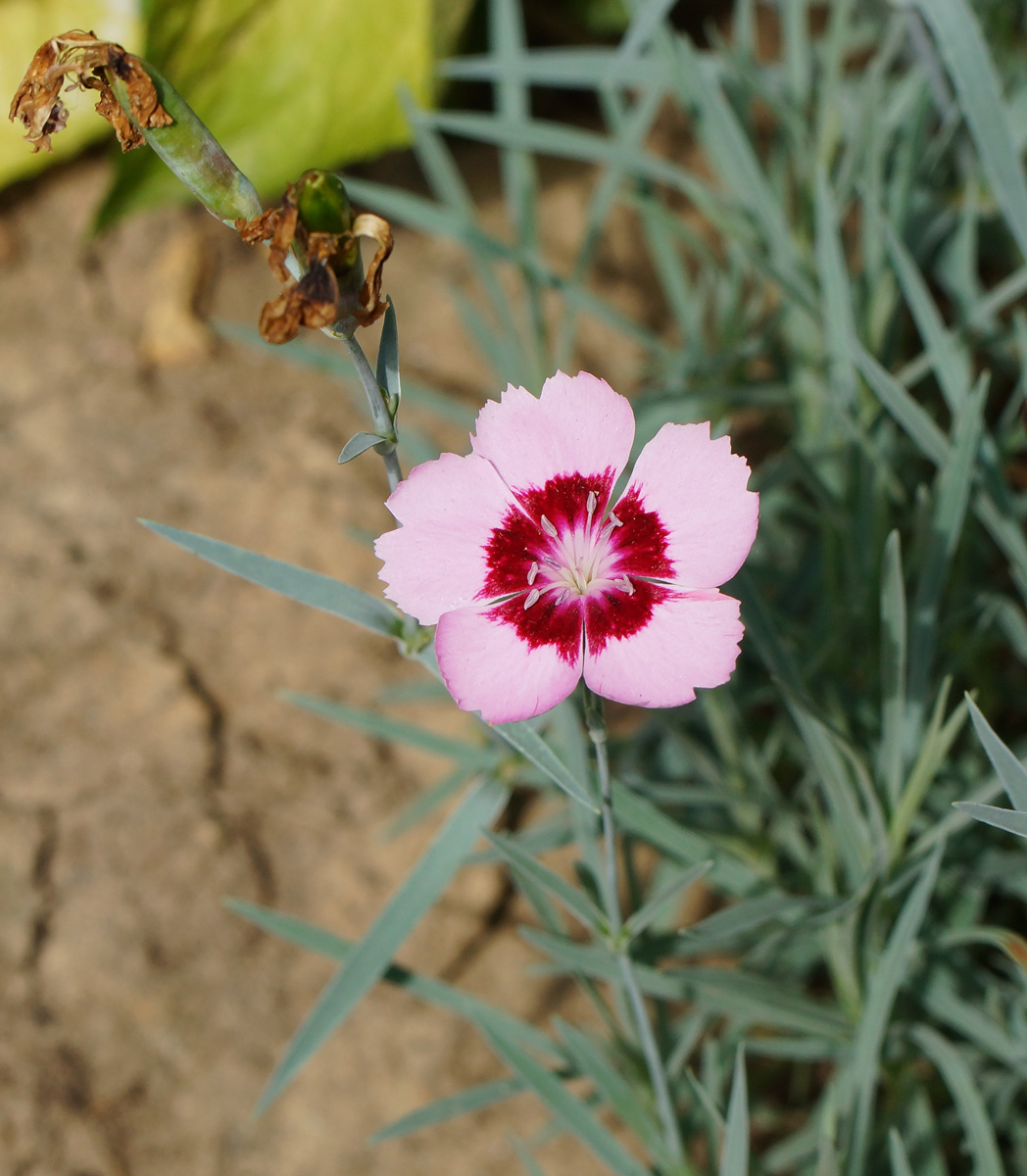 Изображение особи Dianthus chinensis.