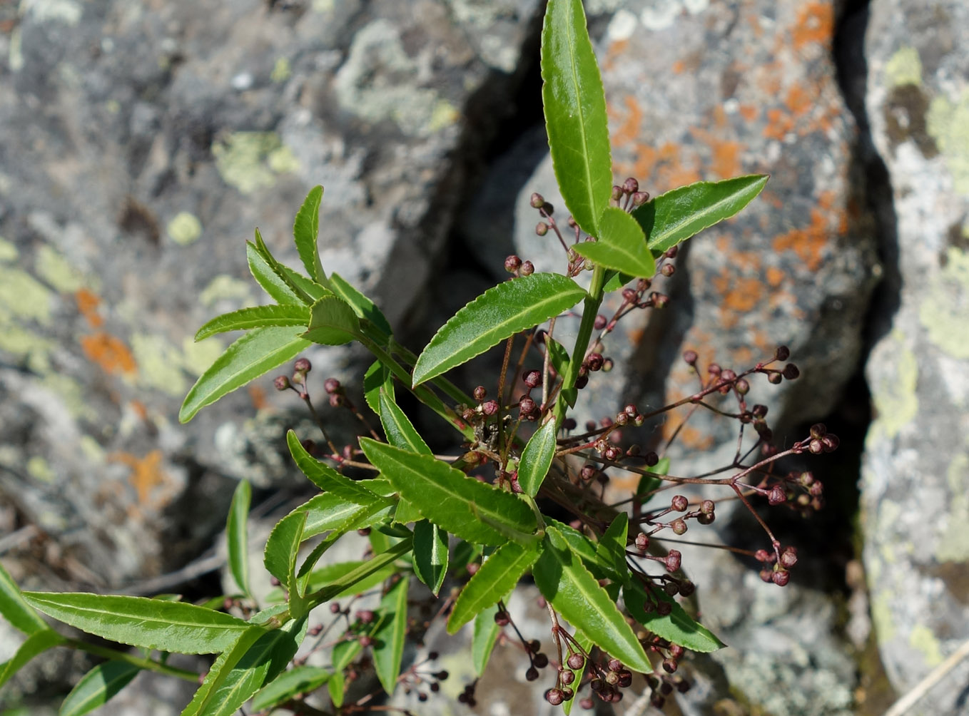 Изображение особи Euonymus semenovii.