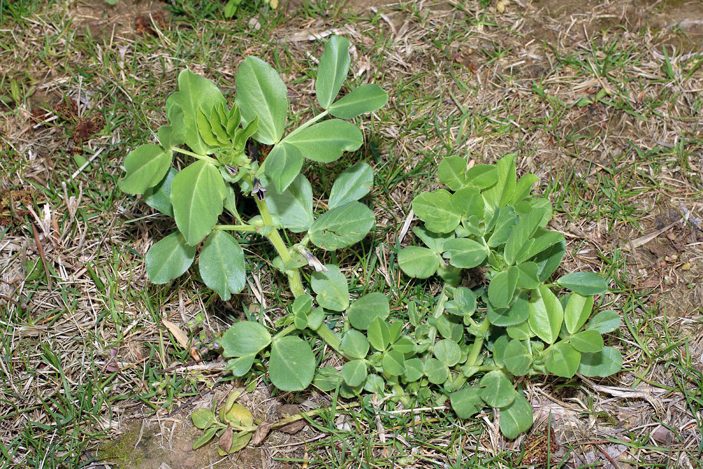 Изображение особи Vicia narbonensis.