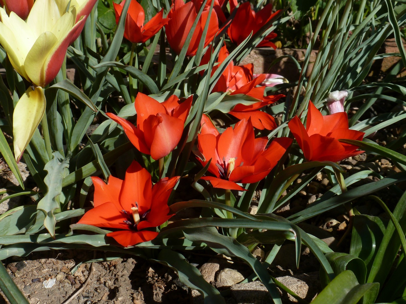 Image of Tulipa linifolia specimen.