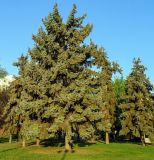 Picea form glauca