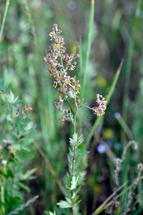 Image of genus Thalictrum specimen.