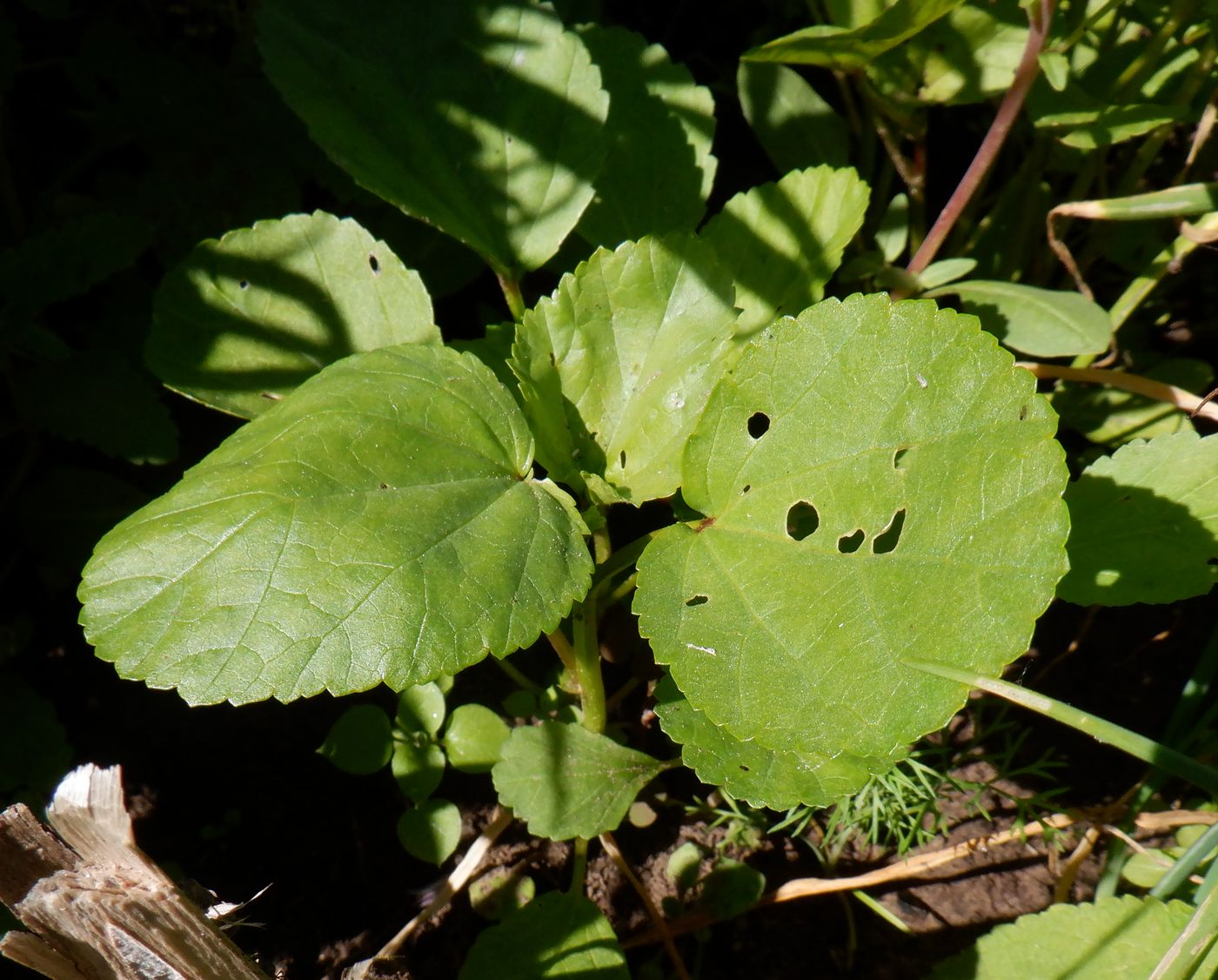 Image of Malope trifida specimen.