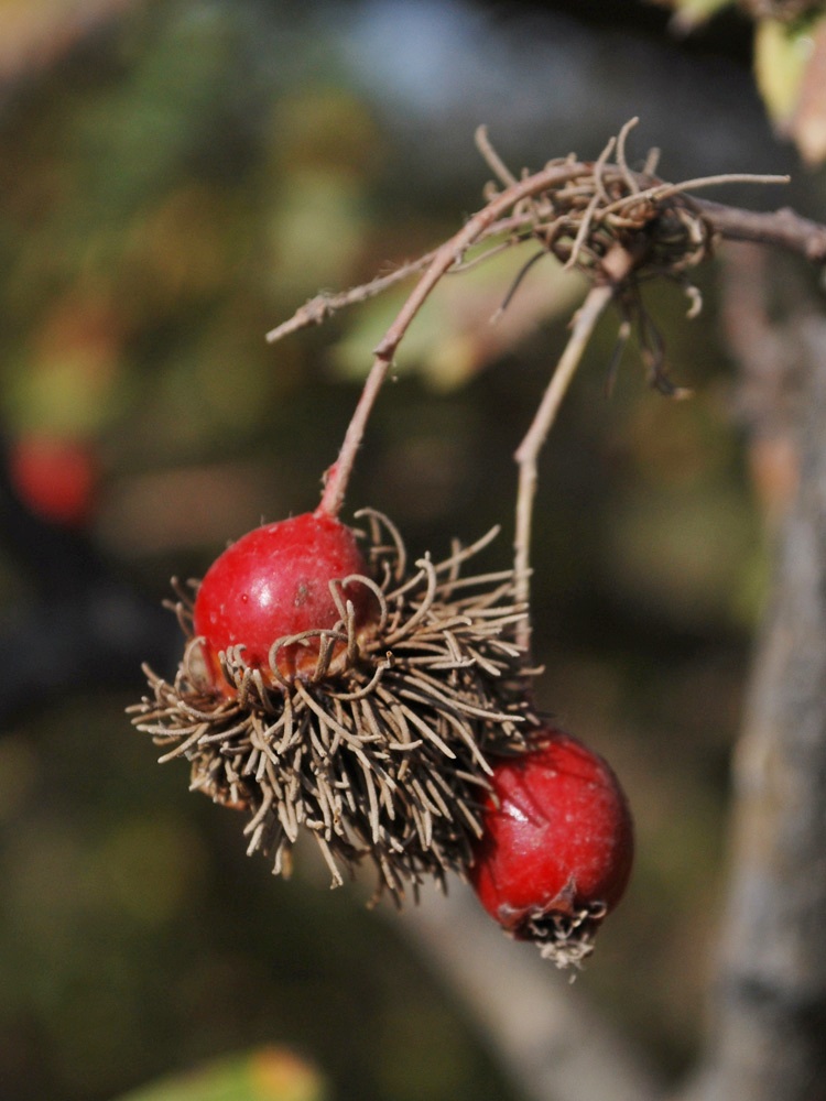 Image of Crataegus turkestanica specimen.