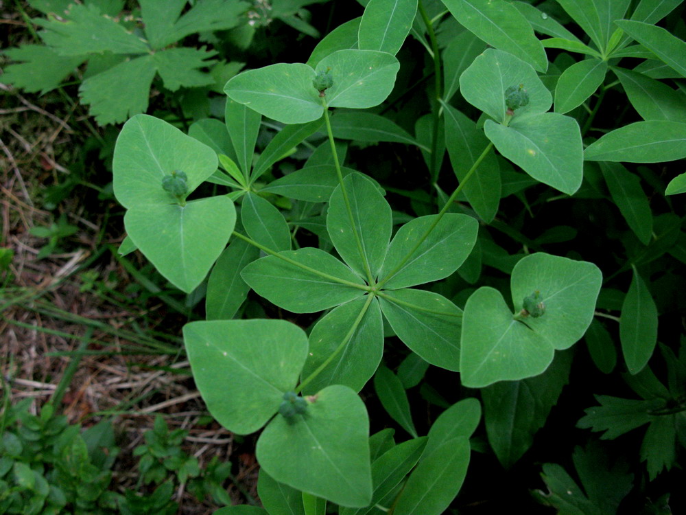 Image of Euphorbia ambukensis specimen.