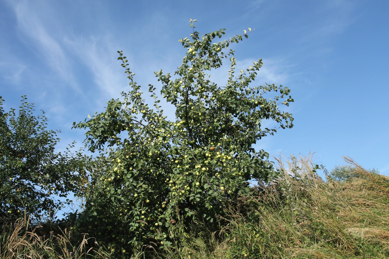 Image of Malus domestica specimen.