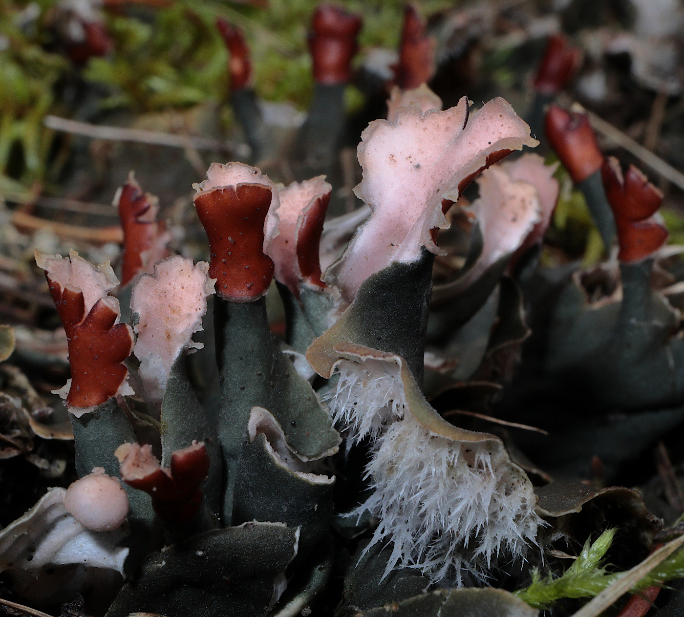 Image of genus Peltigera specimen.