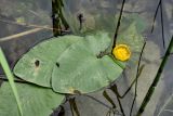 Nuphar lutea