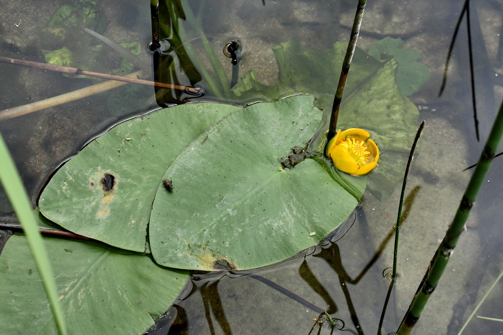 Изображение особи Nuphar lutea.