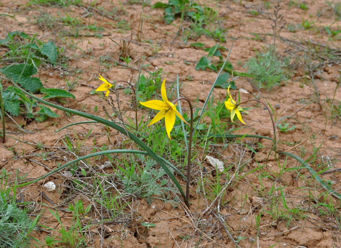 Image of Tulipa biebersteiniana specimen.