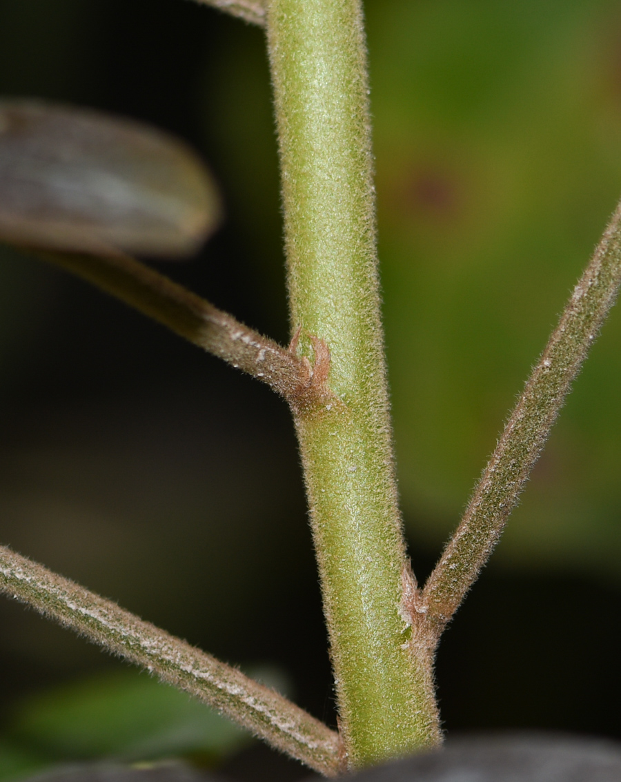 Image of genus Oxalis specimen.