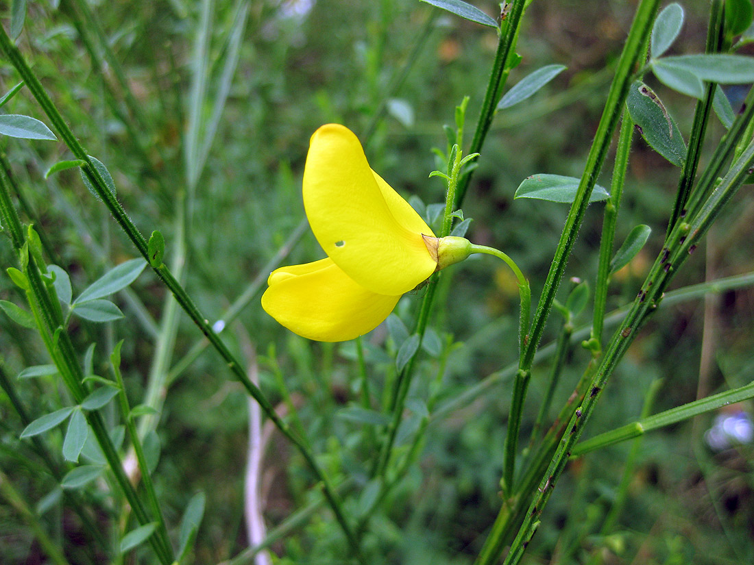 Image of Sarothamnus scoparius specimen.