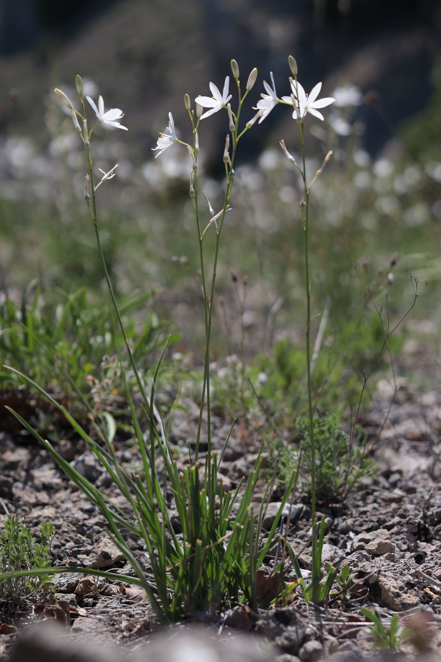 Изображение особи Anthericum liliago.