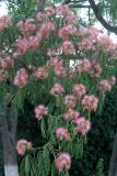 Albizia julibrissin. Часть цветущего растения. Казахстан, г. Актау, в городском озеленении. 21 июня 2021 г.