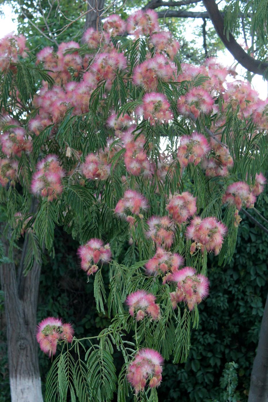 Image of Albizia julibrissin specimen.