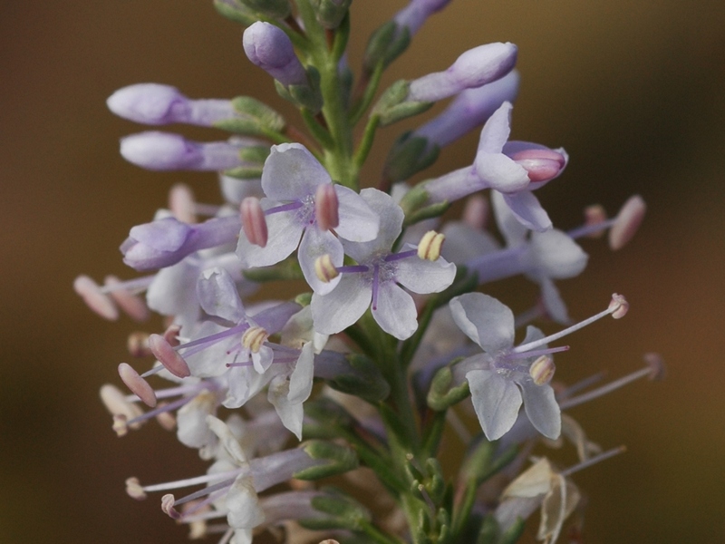 Image of Veronica pinnata specimen.