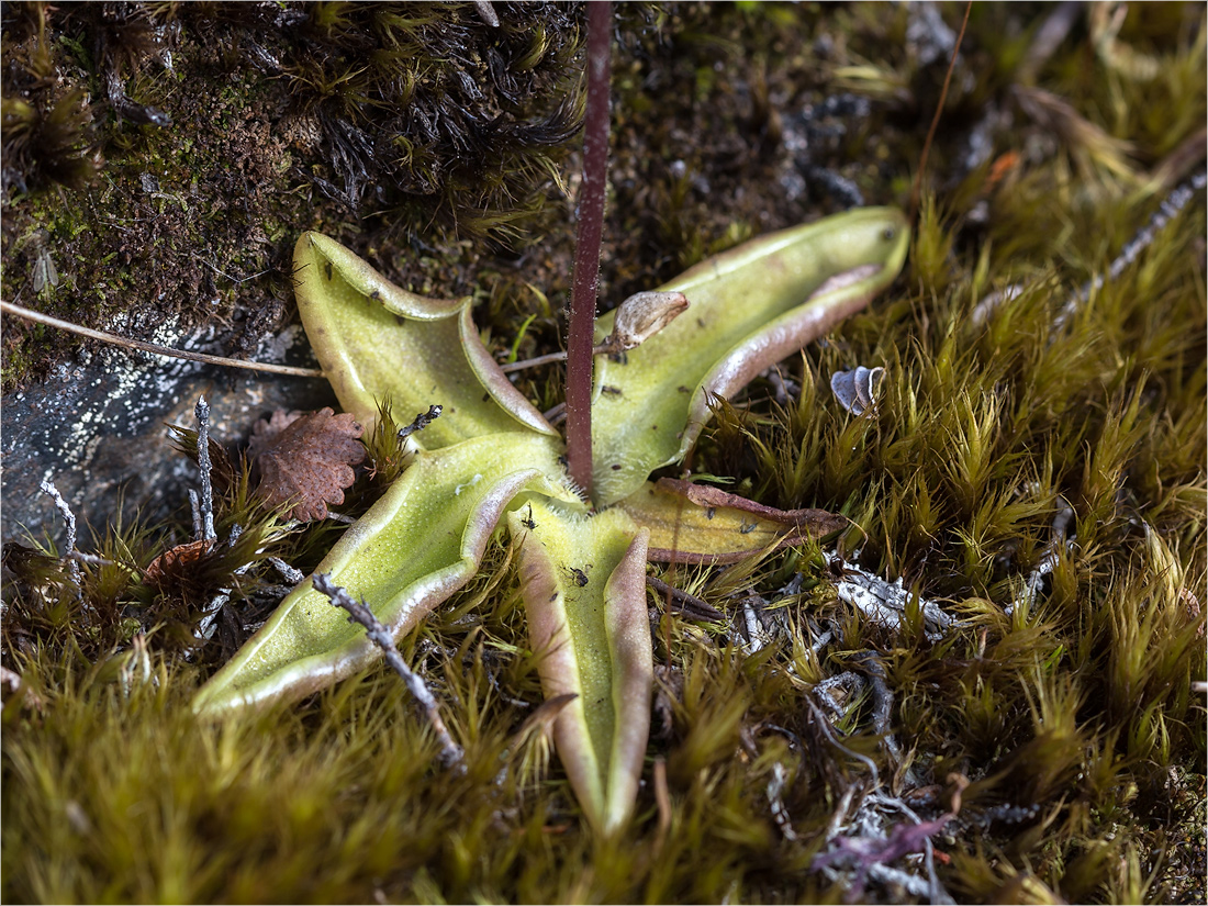 Image of Pinguicula vulgaris specimen.