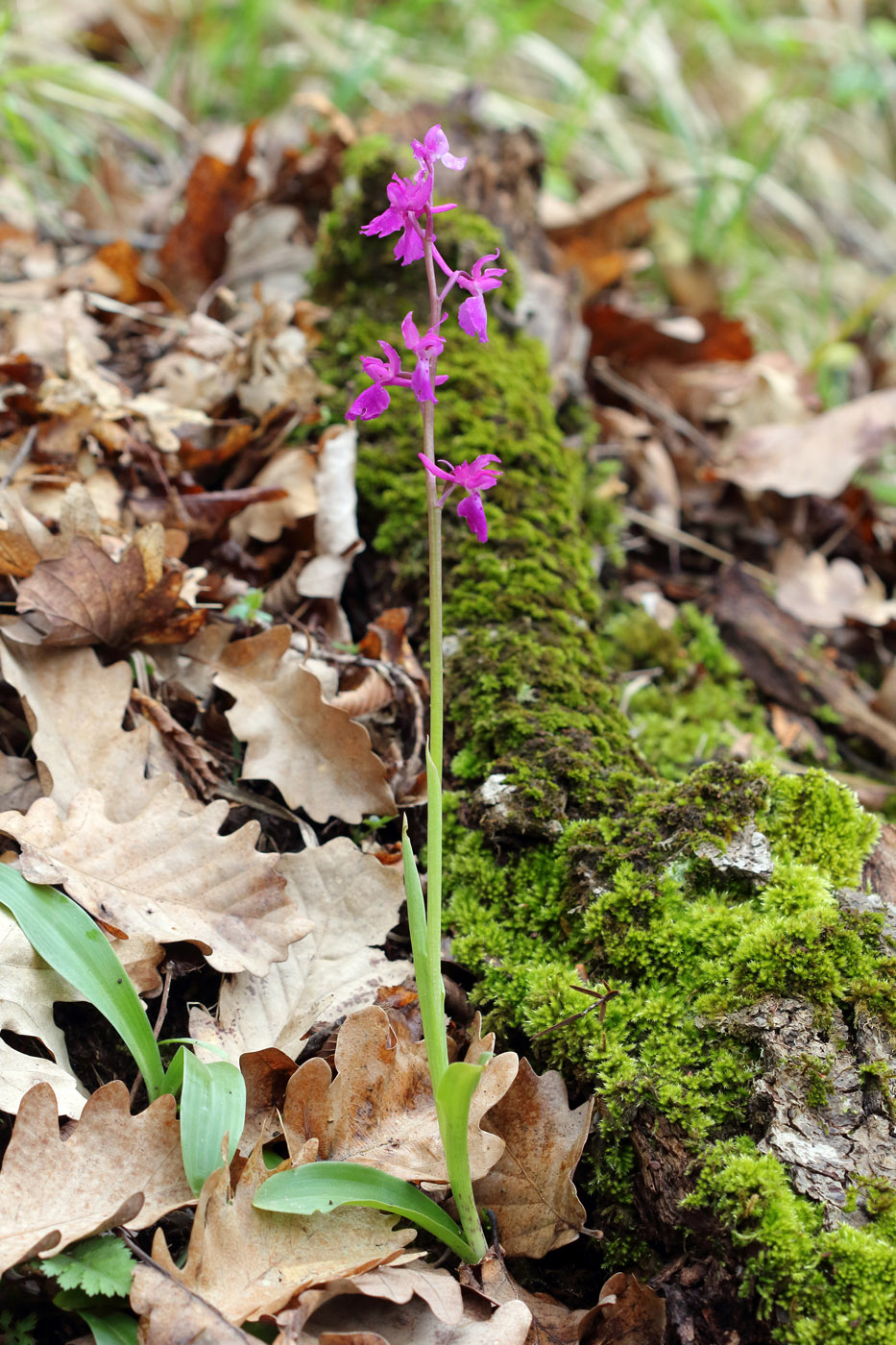 Изображение особи Orchis mascula.