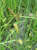 Carex vesicata