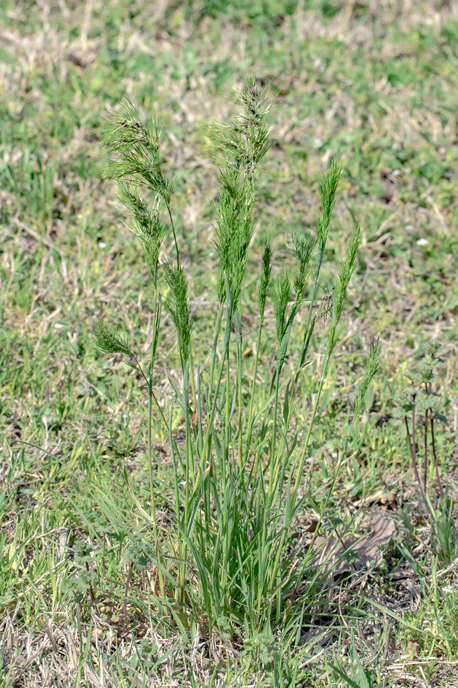 Image of Poa bulbosa ssp. vivipara specimen.