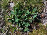 Salix alexii-skvortzovii