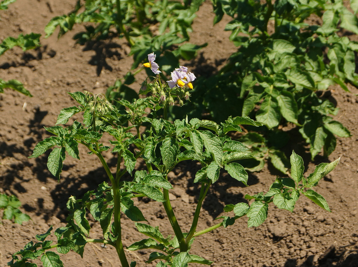 Изображение особи Solanum tuberosum.