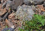 Aconogonon alpinum. Верхушки побегов с соцветиями (справа виден лист Heracleum). Алтай, Северо-Чуйский хр., верховья р. Актру, ≈ 2200 м н.у.м., осыпающийся каменистый склон. 03.07.2021.