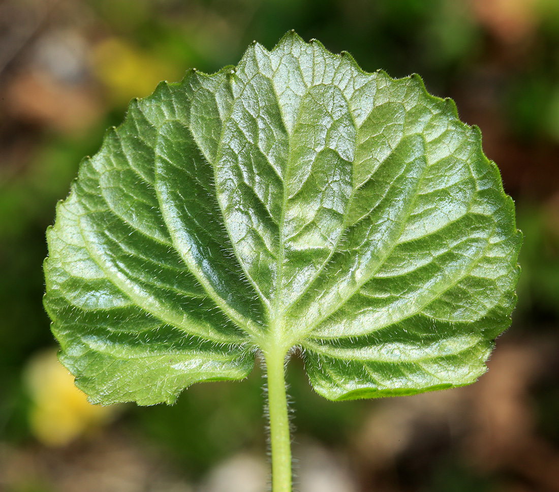 Image of Viola muehldorfii specimen.