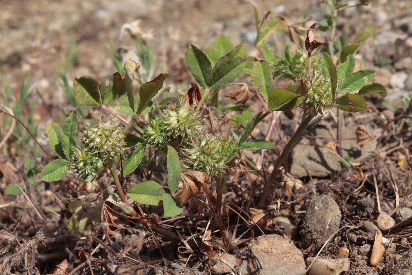 Изображение особи Trifolium retusum.