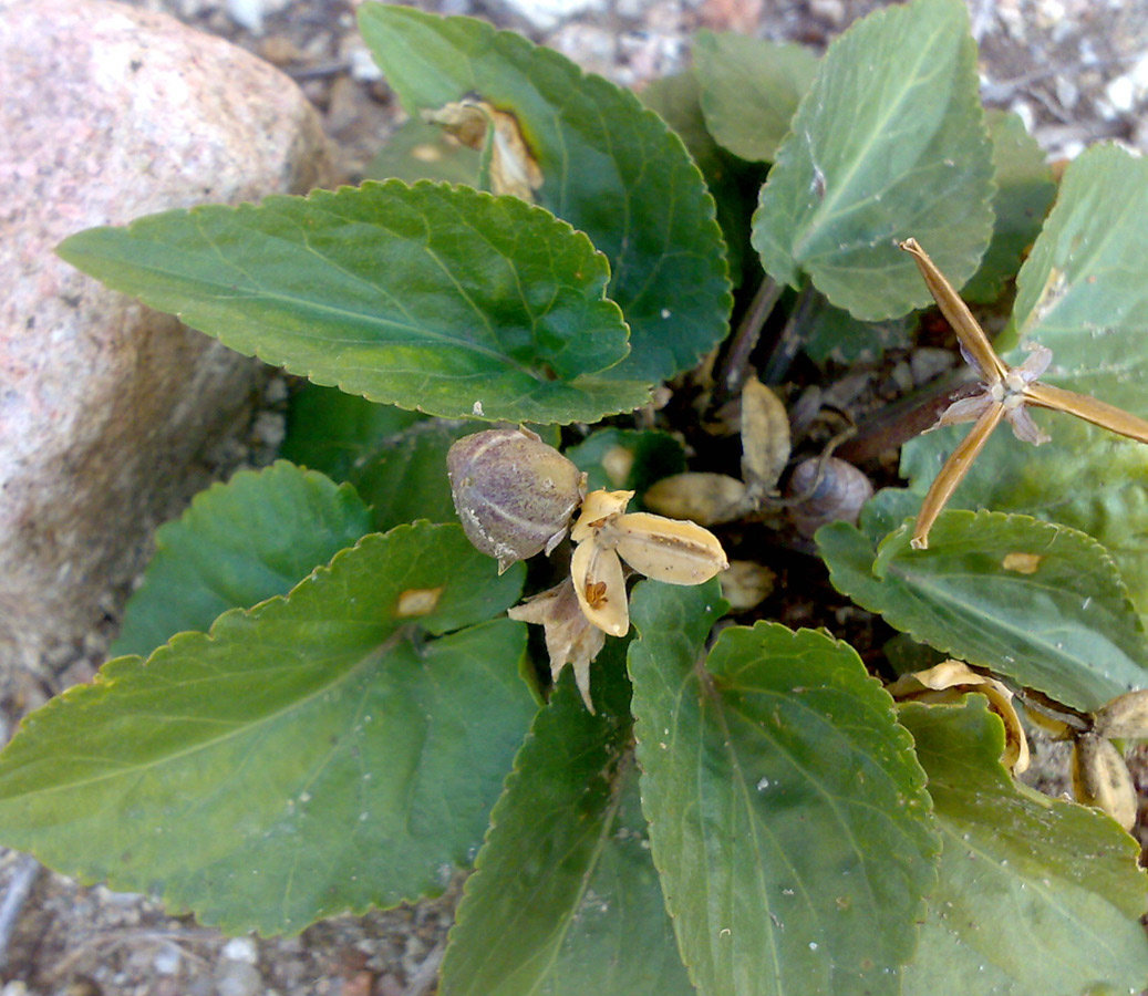 Image of Viola macroceras specimen.