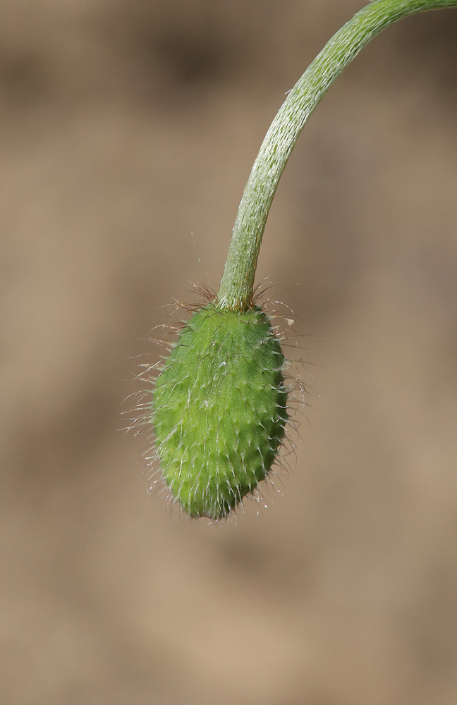 Изображение особи Papaver tichomirovii.