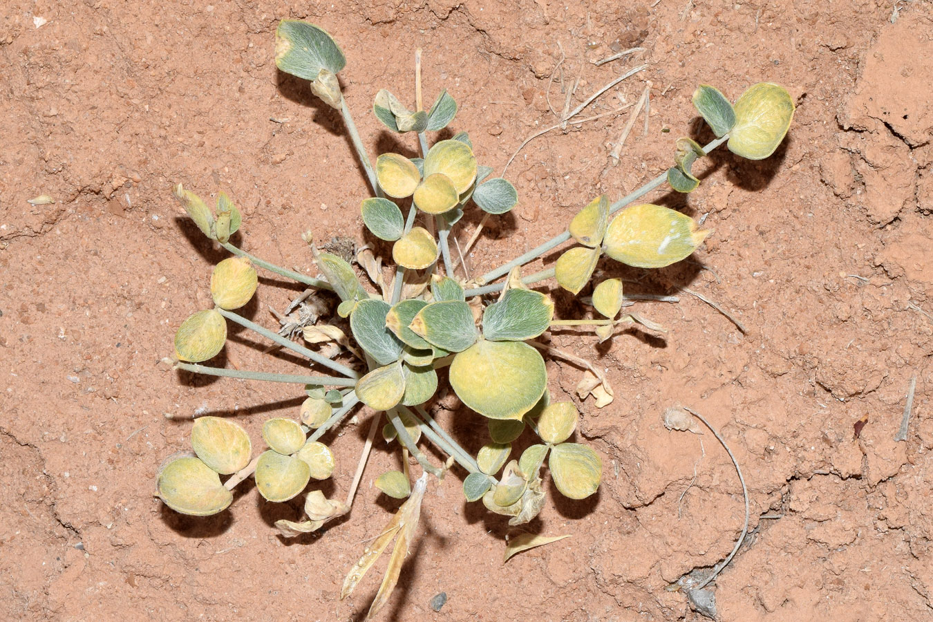 Image of Astragalus brachyrachis specimen.