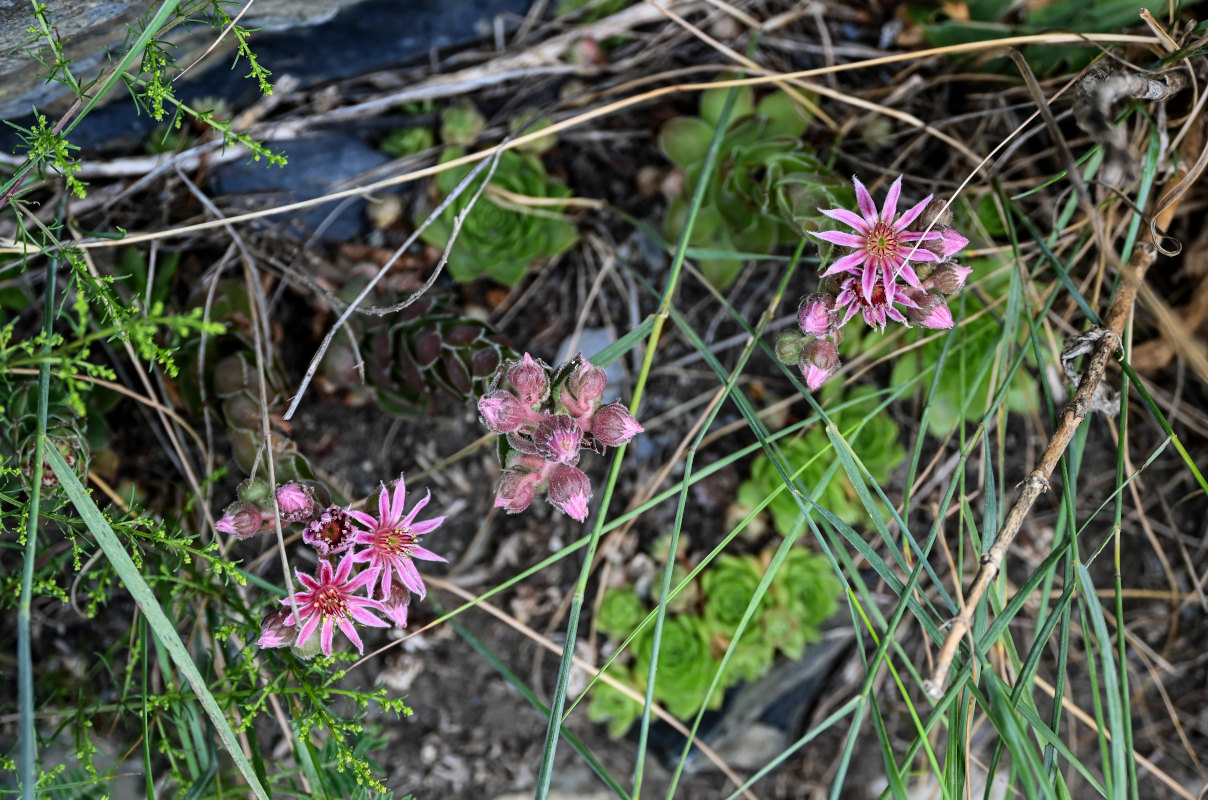 Image of Sempervivum caucasicum specimen.