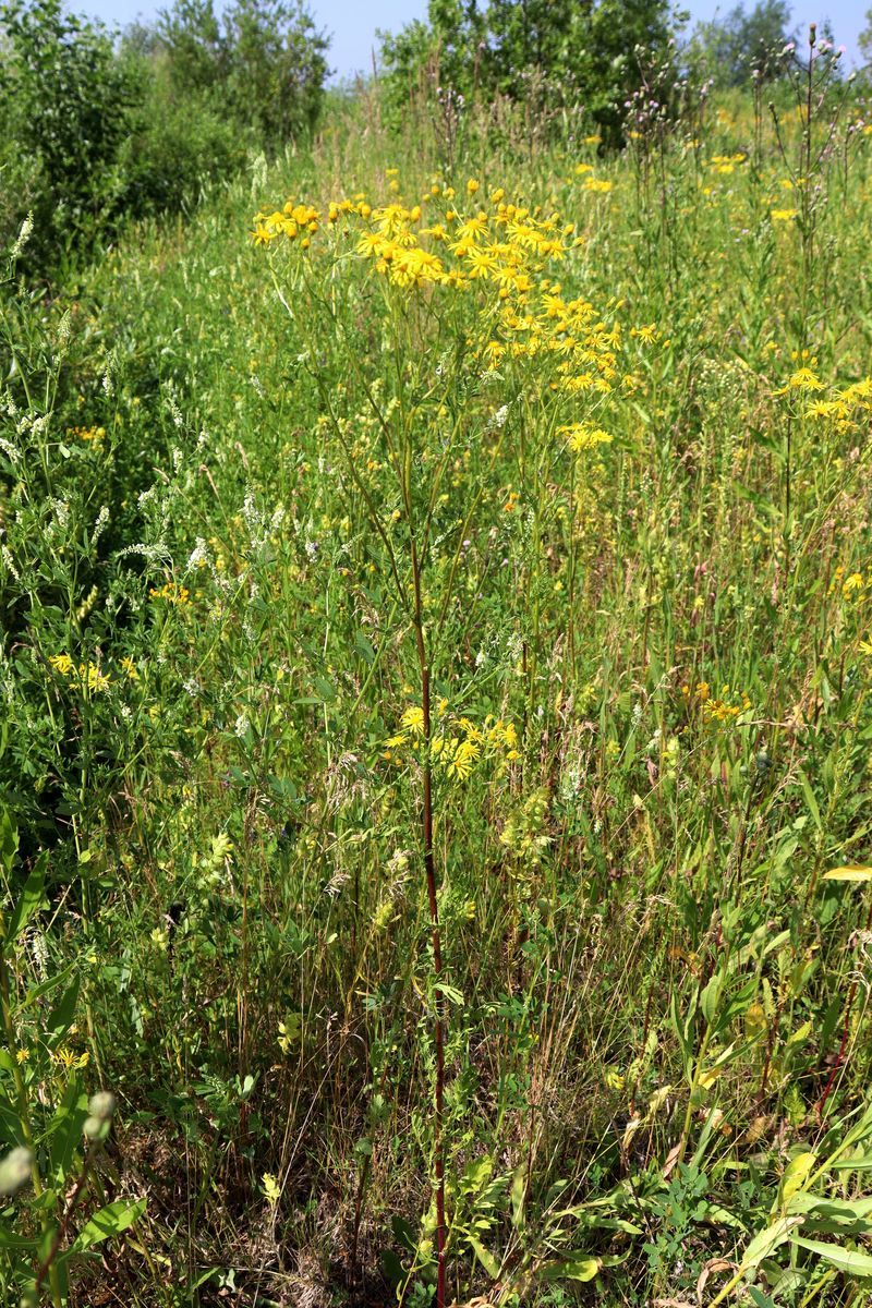 Image of Senecio jacobaea specimen.