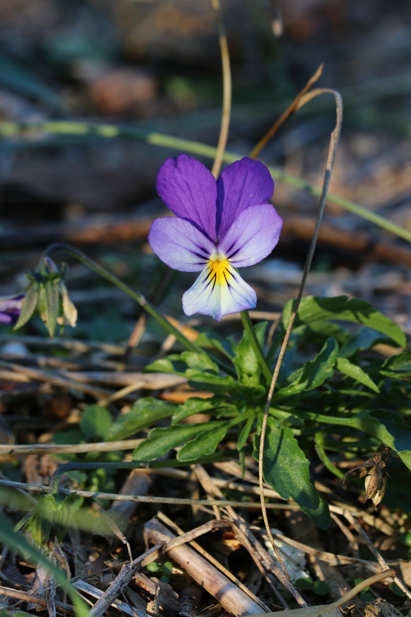 Изображение особи Viola maritima.