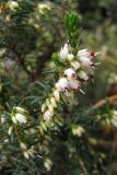 Смотреть изображение Erica × darleyensis