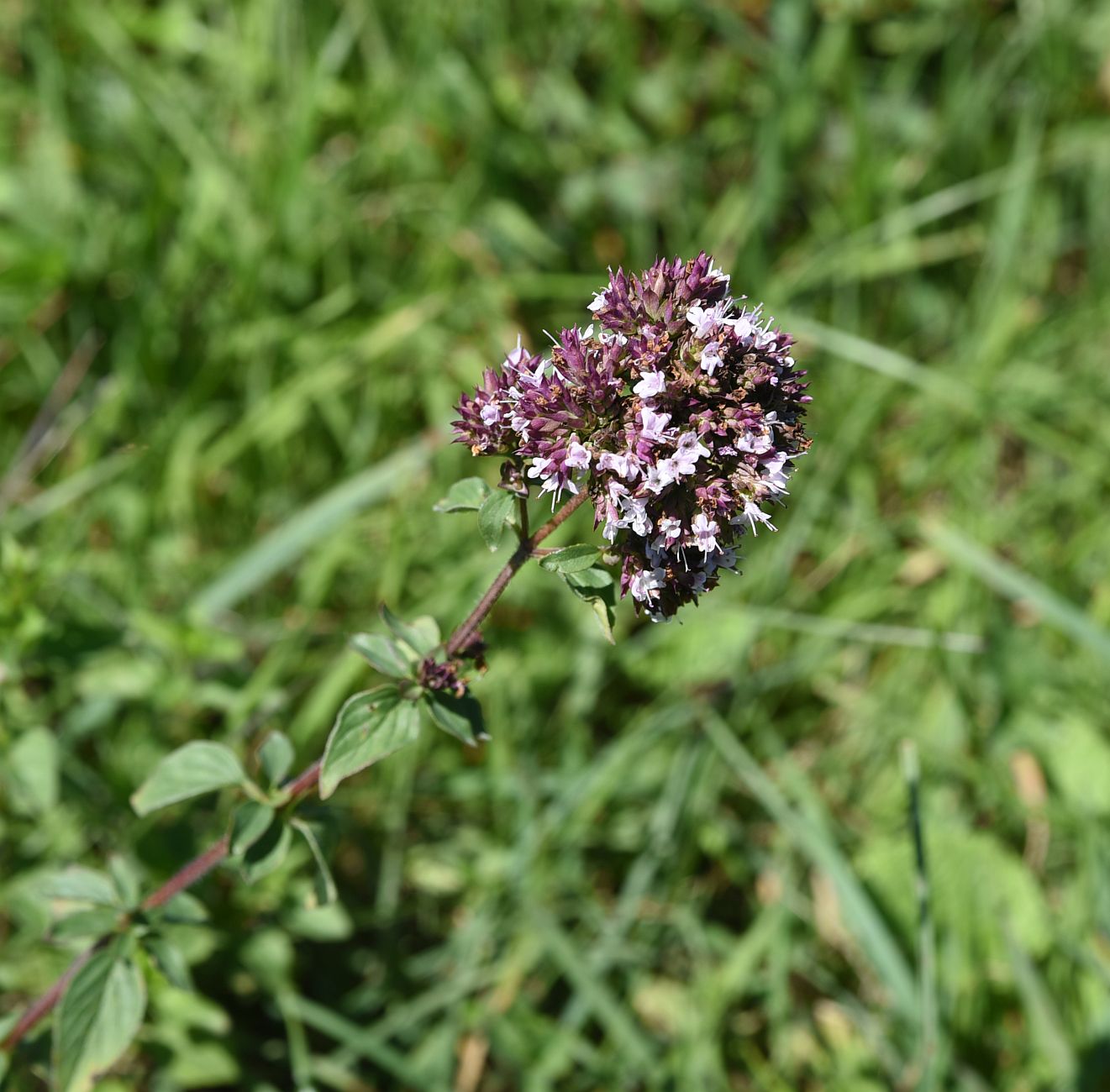 Изображение особи Origanum vulgare.