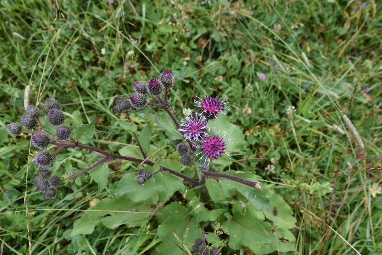 Image of genus Arctium specimen.