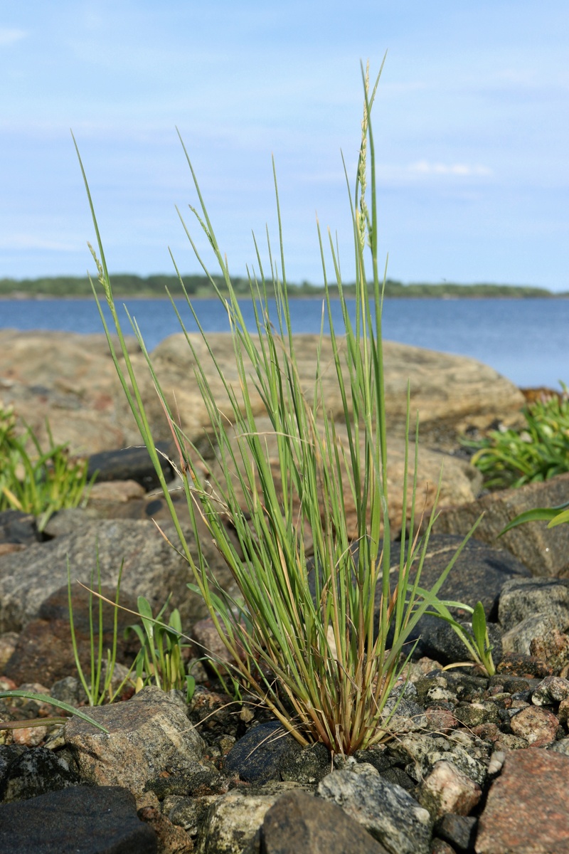 Изображение особи семейство Poaceae.